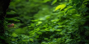 CF手游蝉声音好听吗？